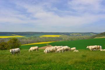 Charolaises en pâturage à La-Roche-Guyon (95780), département du Val-d'Oise en région Île-de-France, France © didier salou