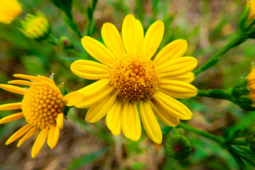 Blumen