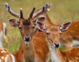 Fallow deer (Dama dama), face portraits of male buck with antlers and female doe. Phoenix Park, Dublin, Ireland. Wild animals with ear tags