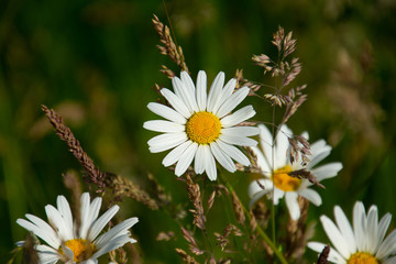 Fototapeta premium Blumen