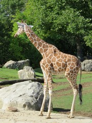 girafe