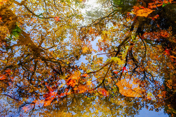 Colorful Autumn in South Korea.