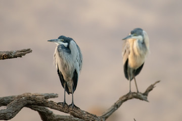 Two gray herons perched on dead tree branches, South Africa.