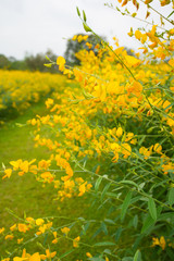 Crotalaria Juncea or sunn hemp in Phutthamonthon,Nakhorn prathom