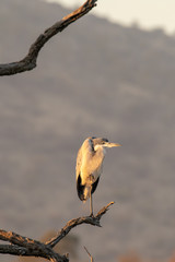 A Grey Heron perched on one leg at sunrise, South Africa.