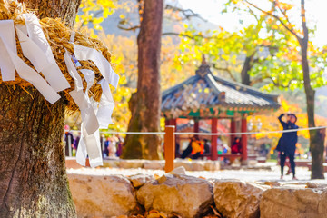 White paper and straw wrapped around the tree during Autumn in South Korea.