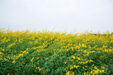 Field of Crotalaria Juncea or sunn hemp in Phutthamonthon,Nakhorn prathom