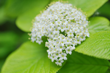 flowers in the spring garden