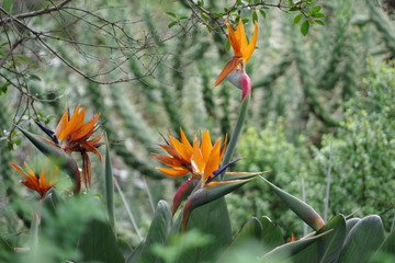 Fleurs Oiseaux de Paradis Cap de Bonne Espérance - Bird of paradise flowers Cape of The Good Hope