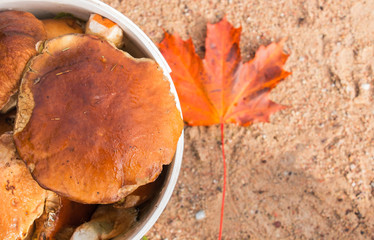 mushrooms Leksinum in a bucket, harvested crop
