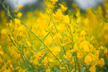 Crotalaria Juncea or sunn hemp in Phutthamonthon,Nakhorn prathom