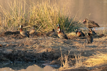 A group of White-Faced Ducks on an island in a waterhole, South Africa.