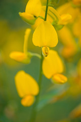 Crotalaria Juncea or sunn hemp in Phutthamonthon,Nakhorn prathom