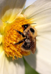 Wild bee collects honey on a beautiful flower
