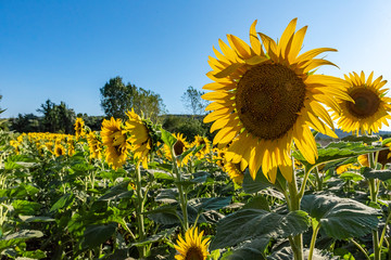 Field of sunflower seeds (facing the day)