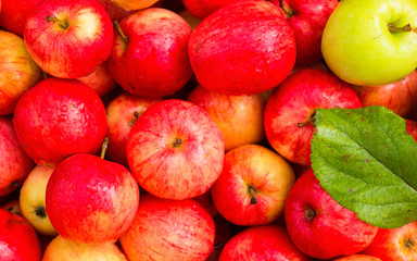 apples, apple crop