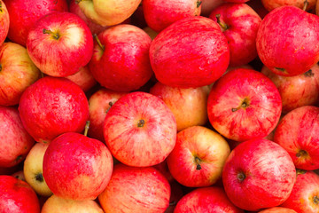 Fototapeta na wymiar apples, apple crop