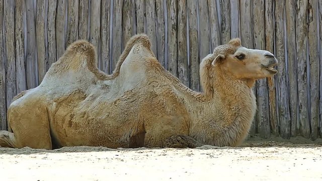 Camel in Camel in Zoo HD Video Footage for your Project