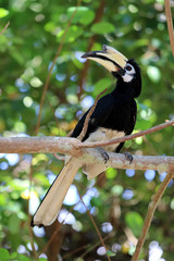 great hornbill (Buceros bicornis) - Borneo Sabah Malaysia Asia