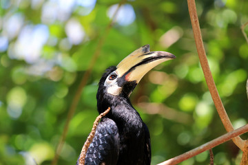 great hornbill (Buceros bicornis) - Borneo Sabah Malaysia Asia