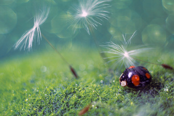 Ladybug black-red on green grass in drops of water next to dandelion seeds. Blurred background and bokeh. closeup