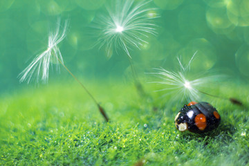 Ladybug black-red on green grass in drops of water next to dandelion seeds. Blurred background and bokeh. closeup