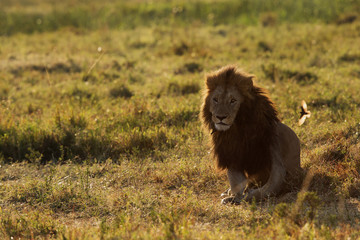 Lion king in the Savannah grassland at Masai Mara, Kenya