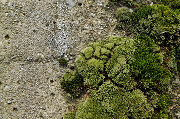 Green moss on a concrete wall