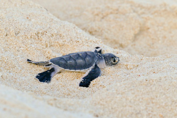 Baby Turtles hatching at Nosy Iranja, Madagascar