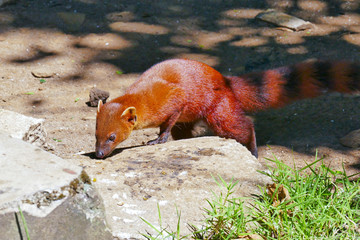 Ring-tailed Mongoose (Ring-tailed mongoose) in Ankarana NP, Madagascar