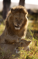 A pair of lion mating at Masai Mara, Kenya