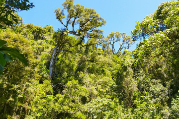 Obraz premium Tropical Rainforest Madagascar