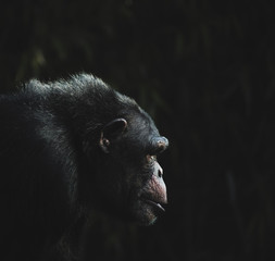 Le chimpanzé - 288531729