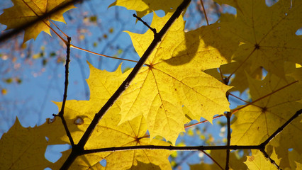 joyful autumn maple leaf on a background of azure sky