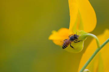 Bee and Crotalaria Juncea or sunn hemp in Phutthamonthon,Nakhorn prathom