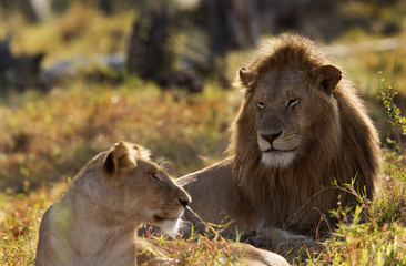 A pair of lion mating at Masai Mara, Kenya