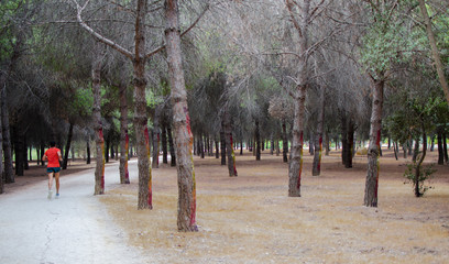 Fototapeta premium Runner in Infanta Elena Park, Seville, Spain