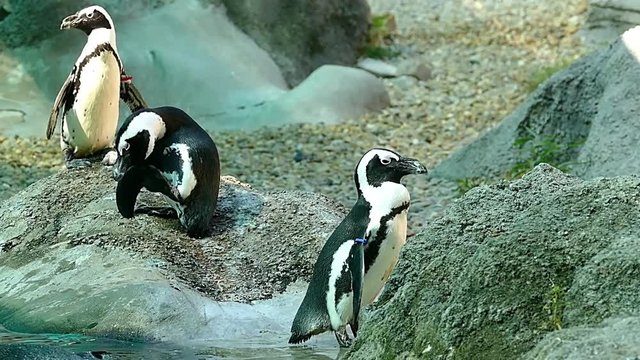 Penguin Penguins in Zoo HD Video Footage for your Project