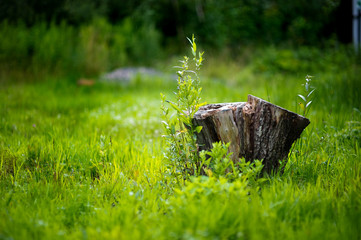 old stump in bright grass against a background of greenery in defocus in the light rain