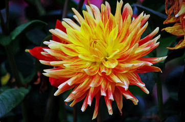 Close up of a dahlia blossom in a flower garden