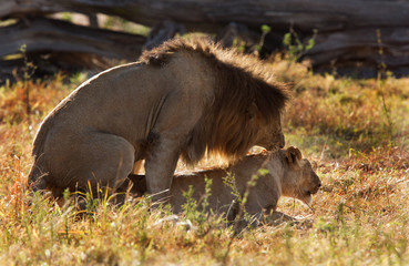 A pair of lion mating at Masai Mara, Kenya