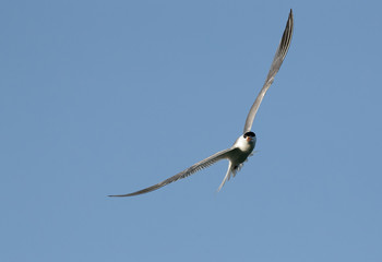 Fototapeta na wymiar Lesser crested Tern in flight at Busiateen coast, Bahrain 