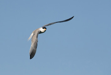 Obraz premium Lesser crested Tern in flight at Busiateen coast, Bahrain 