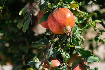 Pomegranate on the tree