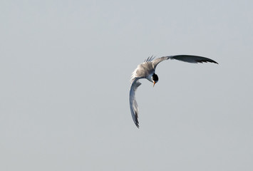 Lesser crested Tern in flight at Busiateen coast, Bahrain 