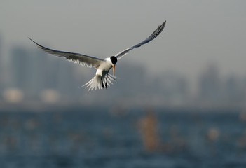 Lesser crested Tern in flight at Busiateen coast, Bahrain 
