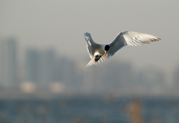 Lesser crested Tern in flight at Busiateen coast, Bahrain 