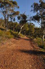 Red dirt track through Eucalyptus forest, Whistlepipe Gully Walk, Mundy Regional Park, Western Australia, Australia