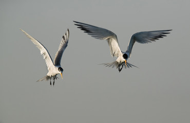 Lesser crested Tern in flight at Busiateen coast, Bahrain 