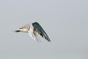 Lesser crested Tern in flight at Busiateen coast, Bahrain 